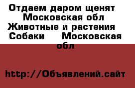 Отдаем даром щенят - Московская обл. Животные и растения » Собаки   . Московская обл.